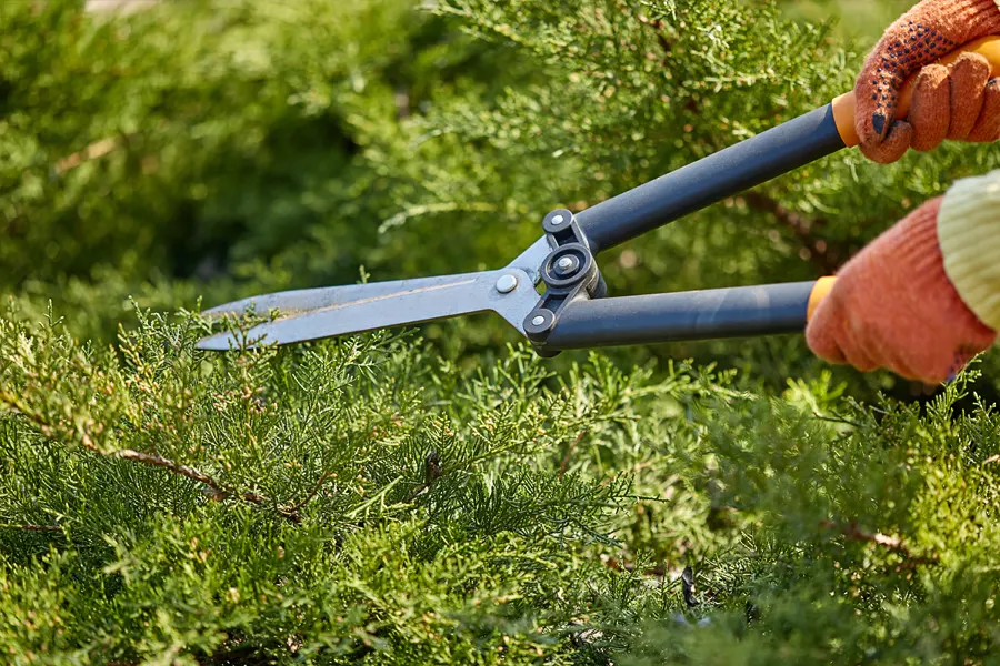 Shrub trimming and landscape maintenance for commercial properties in Massachusetts
